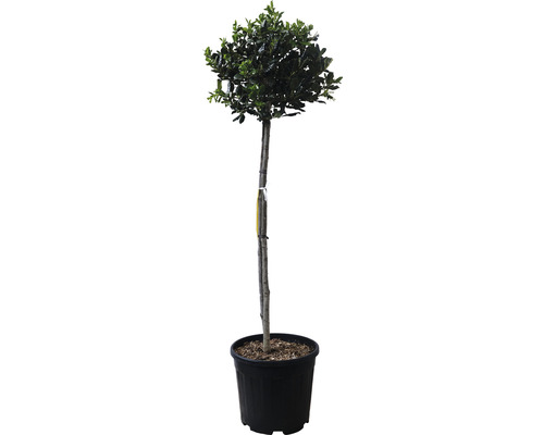 Stechpalme im Topf als Zierbaum für den Garten