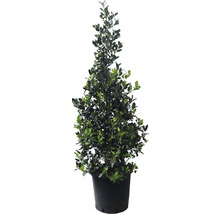 Stechpalme im Topf für den Garten