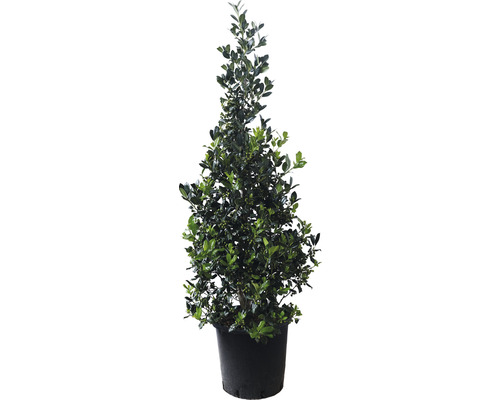 Stechpalme im Topf für den Garten