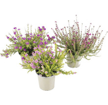 Drei blühende Topf-Besenheiden Pflanzen