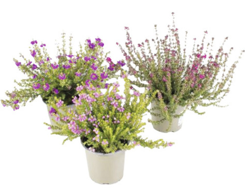 Drei blühende Topf-Besenheiden Pflanzen