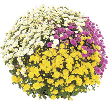 Kugelchrysantheme mit Chrysanthemenblüten