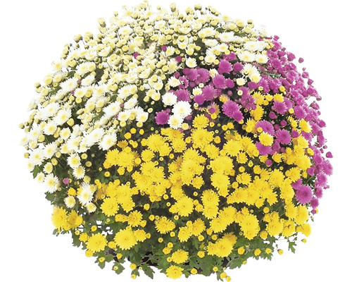 Kugelchrysantheme mit Chrysanthemenblüten