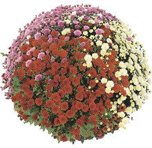 Kugel-Chrysantheme mit mehrfarbigen Blüten