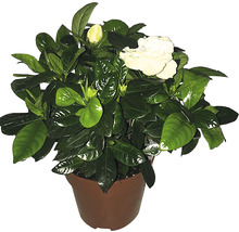 Gartenie in einem Topf mit Blüten und grünen Blättern