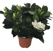 Gartenie im Topf mit grünen Blättern und einer einzelnen Blüte