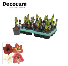 Amaryllis Pflanzen in Töpfen auf einem Tray