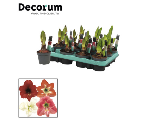 Amaryllis Pflanzen in Töpfen auf einem Tray