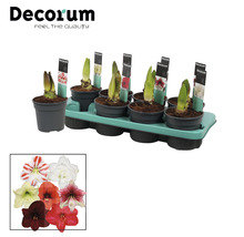 Amaryllis-Zwiebeln in Töpfen auf einer Anzuchtplatte