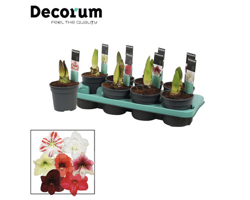 Amaryllis-Zwiebeln in Töpfen auf einer Anzuchtplatte