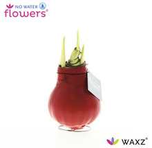 Roter Wachs-Amaryllis in einem Ständer mit austreibenden grünen Blättern
