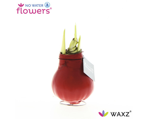 Amaryllis, Ritterstern in Wachs rot FloraSelf Hippeastrum Ø 15 cm Topf Roter Wachs-Amaryllis in einem Ständer mit austreibenden grünen Blättern