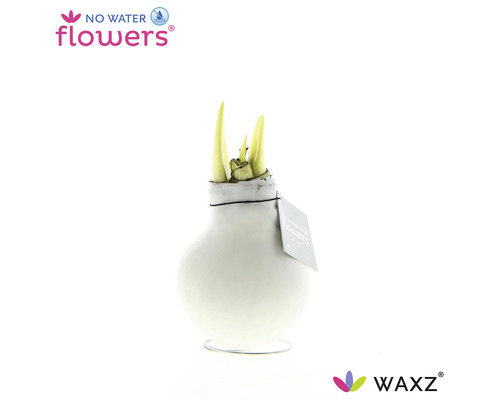 Amaryllis, Ritterstern in Wachs weiß FloraSelf Hippeastum Ø 15 cm No Water Flowers Blumenzwiebel in Vase
