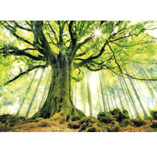 Landschaft mit großem Baum im Wald mit Moos auf dem Stamm
