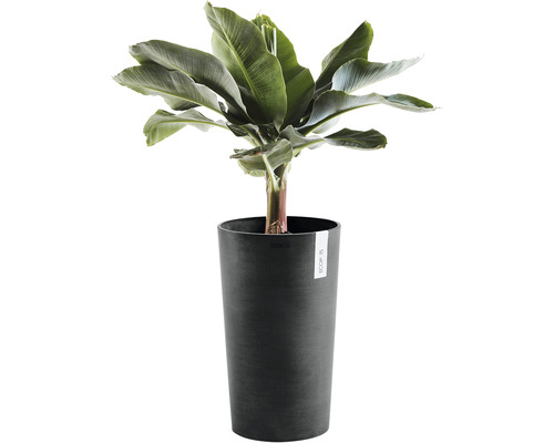 Banane im Pflanzgefäß