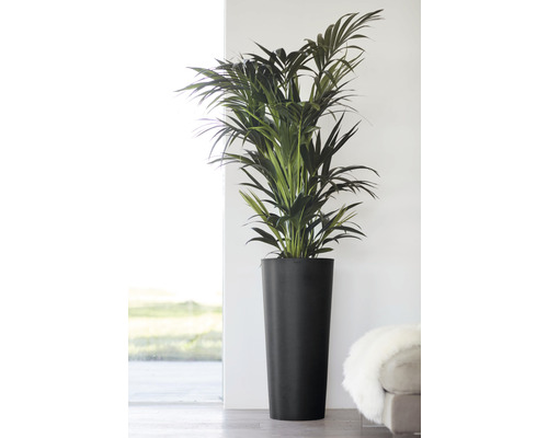 Zimmerpflanze Arekapalme in schwarzem Pflanzgefäß