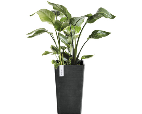 Strelitzie im eckigen Pflanzgefäß