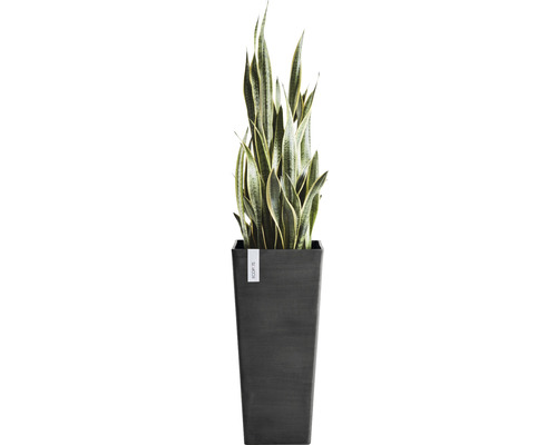 Sansevieria in einem Pflanzgefäß