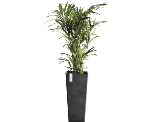 Areca Palme im Pflanzgefäß
