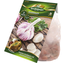 Knoblauch Morado de Cuenca, 3 Stück, mittelfrühe Sorte