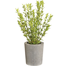 Ilex crenata im grauen Pflanzgefäß für den Garten