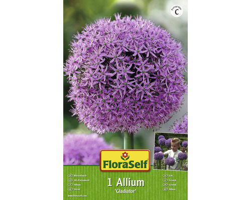 Zierlauch Allium Gladiator Zwiebel im Paket