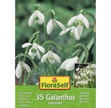 FloraSelf Galanthus woronowii Packung mit 35 Schneeglöckchen
