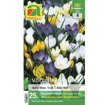 Botanische Krokusse Mischung zum Verwildern, 25 Stück