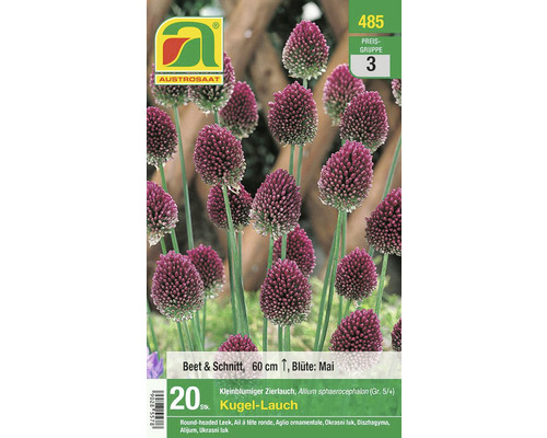 Verpackung Kugel-Lauch Zierpflanze für Beet und Schnitt