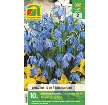 Samenpackung Sibirischer Blaustern zur Aussaat im Beet oder Topf