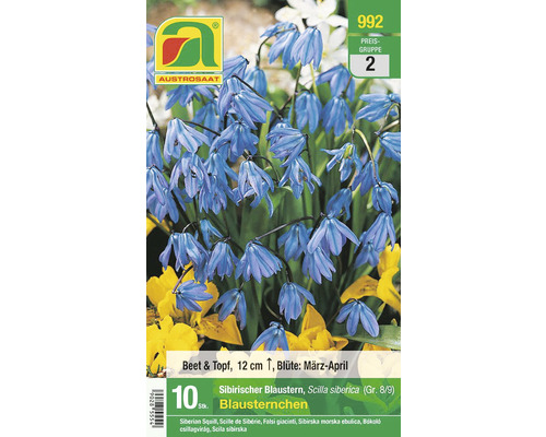 Samenpackung Sibirischer Blaustern zur Aussaat im Beet oder Topf