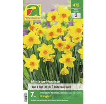 Miniatur Narzissen Blumenzwiebeln für Beete und Töpfe