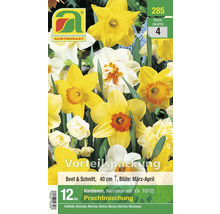 Packung Narzissenmischung, geeignet für Beet und Schnitt, circa 40 cm hoch, Blütezeit März bis April