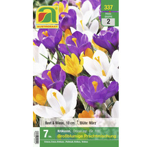 Packung großblumige Krokusse für Beet und Wiese