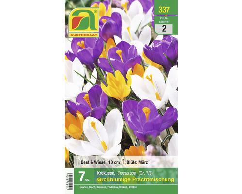Packung großblumige Krokusse für Beet und Wiese