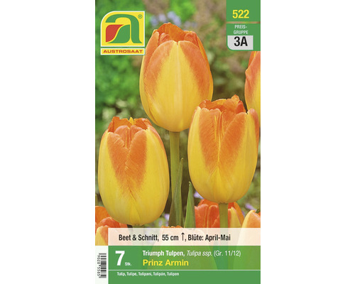 Blumenzwiebel Triumph-Tulpe 'Prinz Armin' 7 Stk