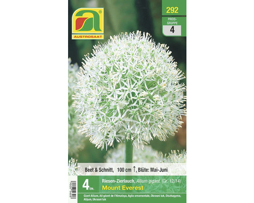 Blumenzwiebel Allium/Zierlauch 'Mount Everest' weiß, 4 Stk