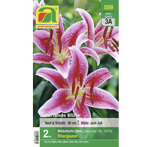 Packung Stargazer Lilien, winterharte Lilien für Beet und Schnitt, Blütezeit Juni bis Juli