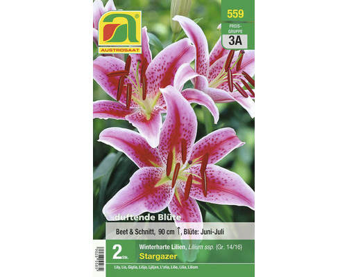 Packung Stargazer Lilien, winterharte Lilien für Beet und Schnitt, Blütezeit Juni bis Juli