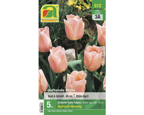 Blumenzwiebel Tulpe Einfach frühblühend 'Apricot Beauty' 5 Stk