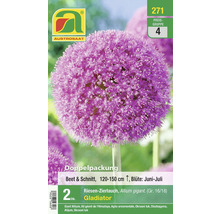Verpackung mit Riesen-Zierlauch Gladiator Blumenzwiebeln, geeignet für Beete und als Schnittblumen