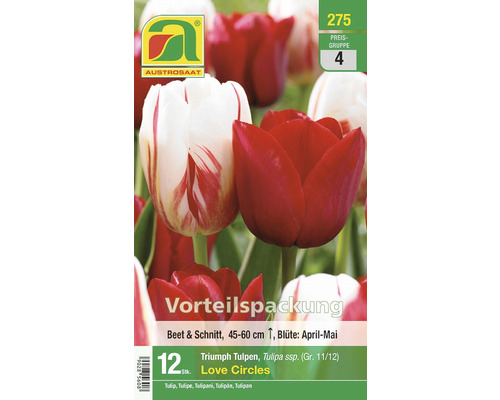 Blumenzwiebel Tulpe Triumph 'Love Circles' 12 Stk