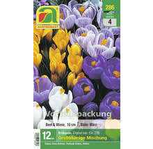 Verpackung großblumiger Krokusse, Beet und Wiese, Blütezeit März