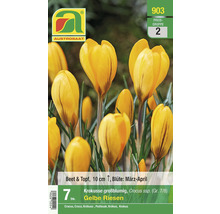 Gelbe Riesen Krokusse, 7 Stück, geeignet für Beet und Topf, Blütezeit März bis April