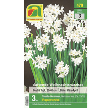 Duftende Weihnachtsnarzisse, geeignet für Beet und Topf, mit einer Wuchshöhe von 20 bis 40 cm, Blütezeit von März bis April