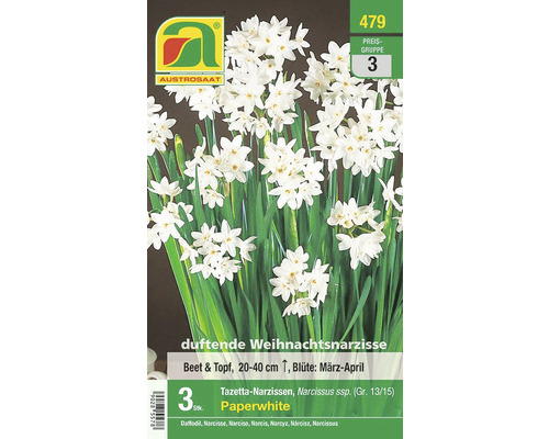 Duftende Weihnachtsnarzisse, geeignet für Beet und Topf, mit einer Wuchshöhe von 20 bis 40 cm, Blütezeit von März bis April