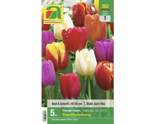 Blumenzwiebel Tulpe 'Triumph-Prachtmischung' 5 Stk