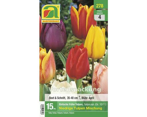 Blumenzwiebel Tulpe Einfache 'Niedrige Tulpen Mischung' 14 Stk