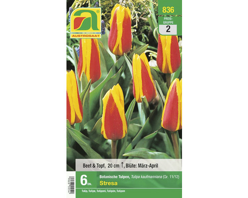 Blumenzwiebel Botanische Tulpe 'Stresa', 6 Stk