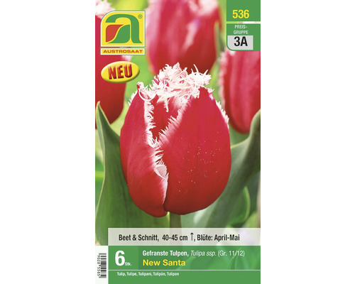 Blumenzwiebel Tulpe mehrblütig 'Praestans Fusilier' 6 Stk